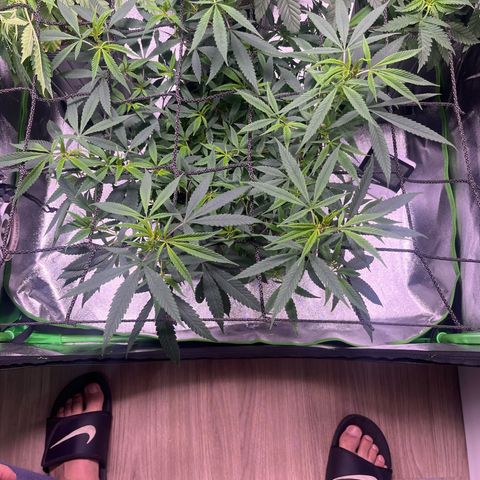 Pineapple Express growlog timeline photo