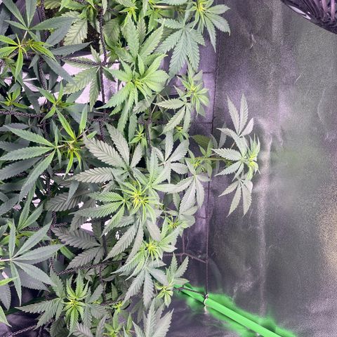 Strawnana Purple Auto growlog timeline photo