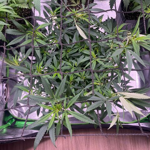 Pineapple Express growlog timeline photo