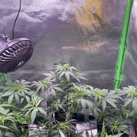 Strawnana Purple Auto growlog timeline photo