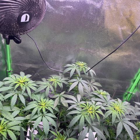Strawnana Purple Auto growlog timeline photo