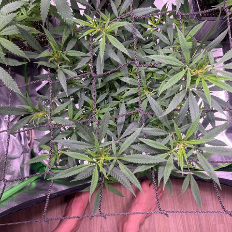 Pineapple Express growlog timeline photo