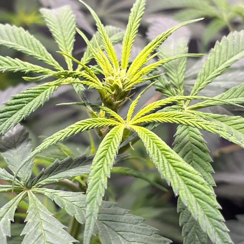 Strawnana Purple Auto growlog timeline photo