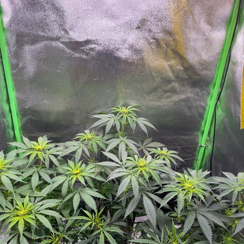 Strawnana Purple Auto growlog timeline photo