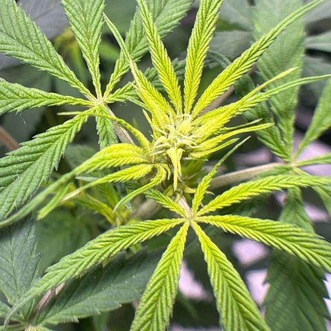 Strawnana Purple Auto growlog timeline photo