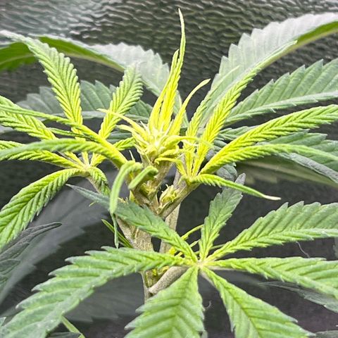 Strawnana Purple Auto growlog timeline photo