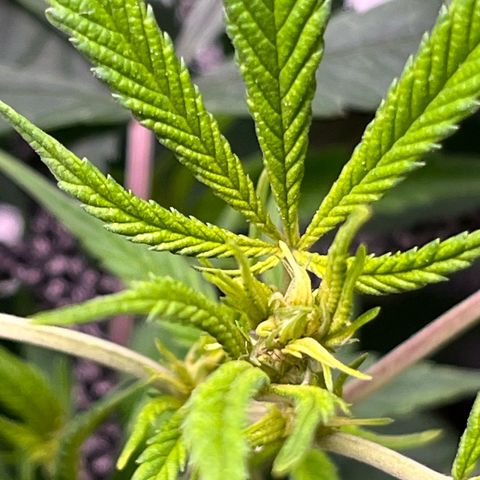Pineapple Express growlog timeline photo