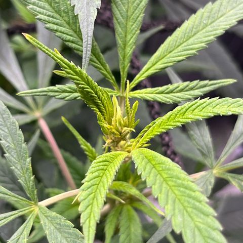 Pineapple Express growlog timeline photo