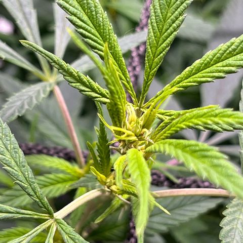 Pineapple Express growlog timeline photo