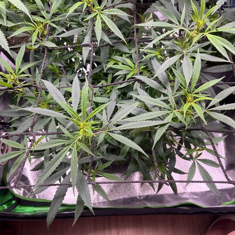 Pineapple Express growlog timeline photo