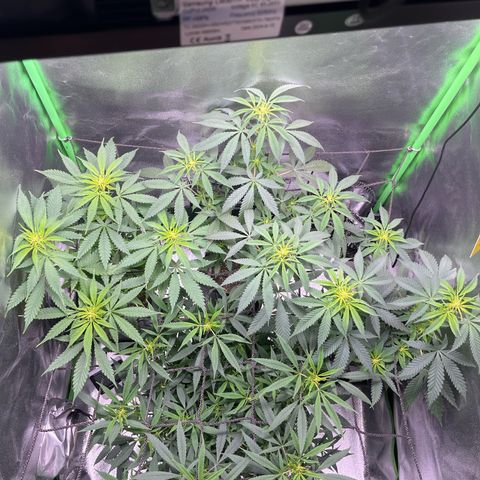 Strawnana Purple Auto growlog timeline photo