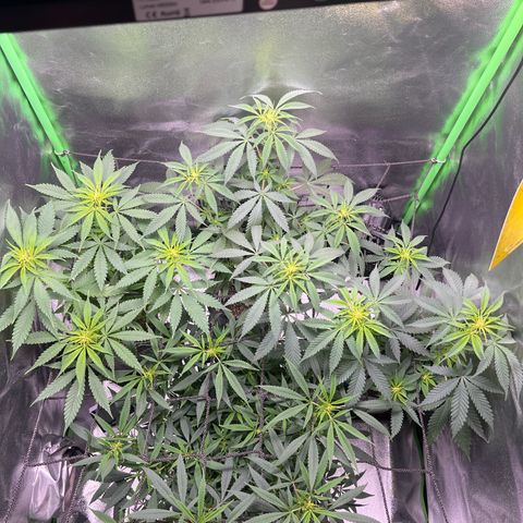 Pineapple Express growlog timeline photo