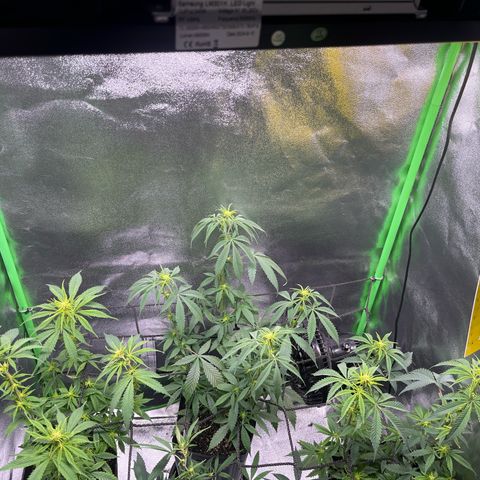Strawnana Purple Auto growlog timeline photo