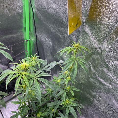 Strawnana Purple Auto growlog timeline photo