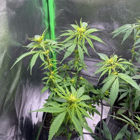 Strawnana Purple Auto growlog timeline photo