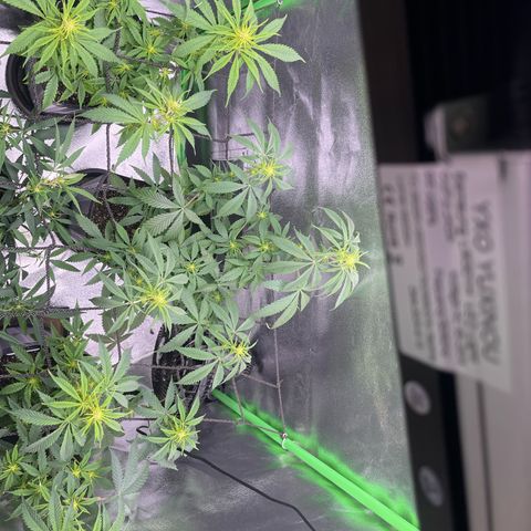 Strawnana Purple Auto growlog timeline photo