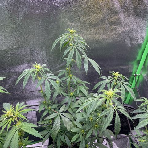 Strawnana Purple Auto growlog timeline photo