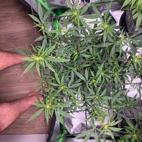 Pineapple Express growlog timeline photo