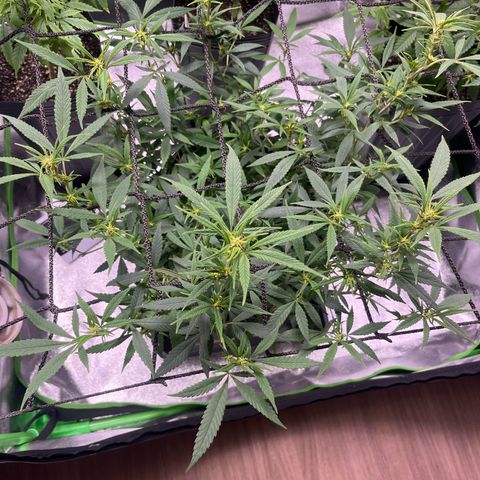 Pineapple Express growlog timeline photo