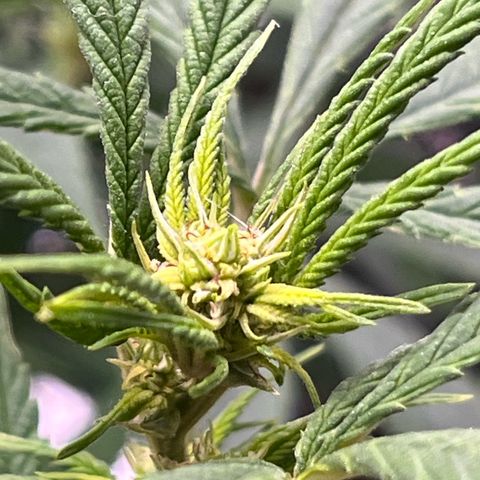 Pineapple Express growlog timeline photo