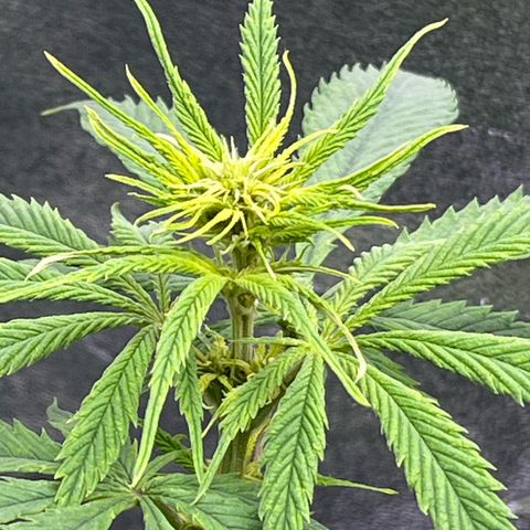 Strawnana Purple Auto growlog timeline photo