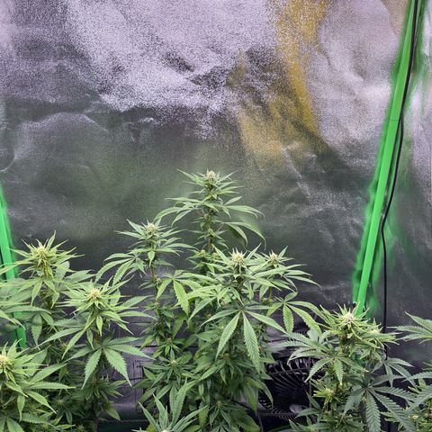 Strawnana Purple Auto growlog timeline photo