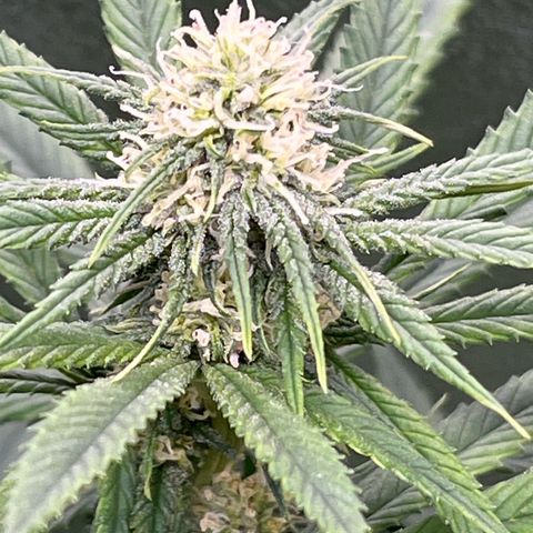 Strawnana Purple Auto growlog timeline photo