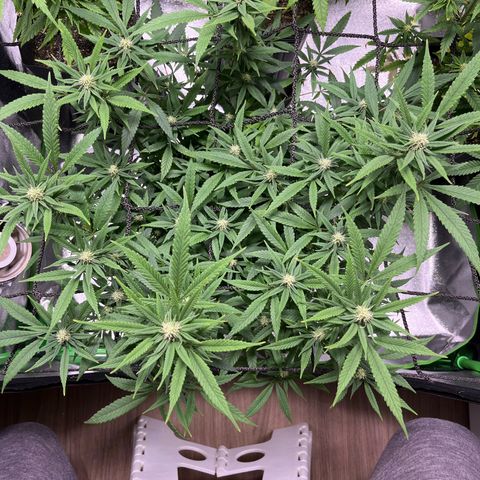 Pineapple Express growlog timeline photo