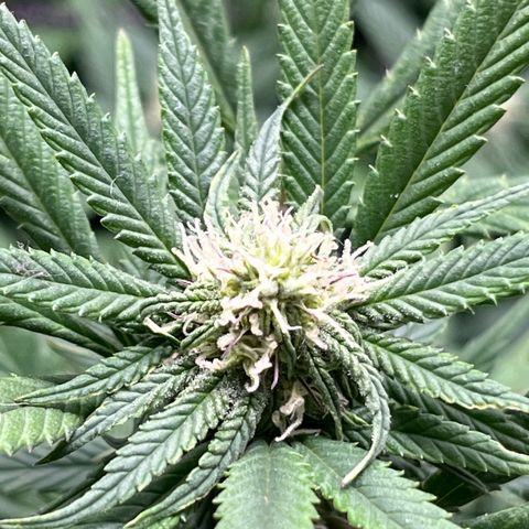 Pineapple Express growlog timeline photo