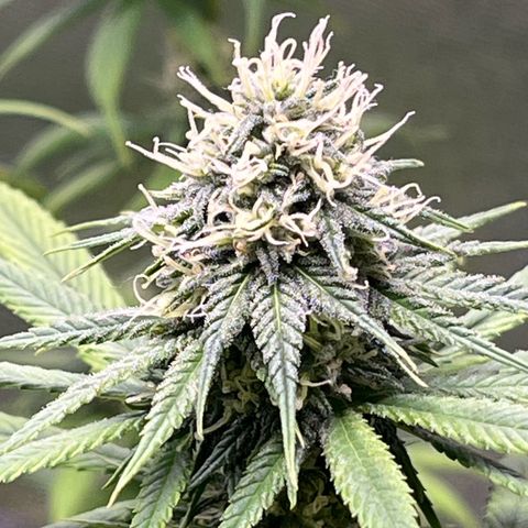 Strawnana Purple Auto growlog timeline photo