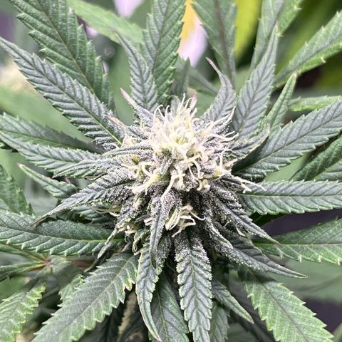 Pineapple Express growlog timeline photo
