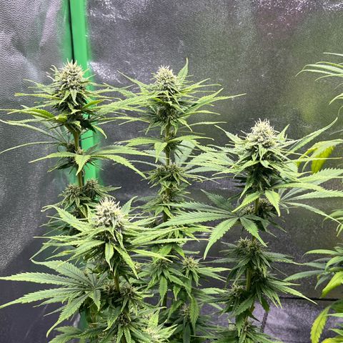 Strawnana Purple Auto growlog timeline photo
