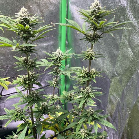 Strawnana Purple Auto growlog timeline photo