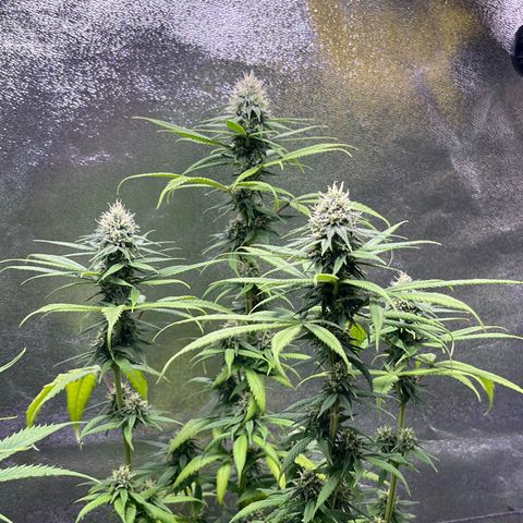 Strawnana Purple Auto growlog timeline photo