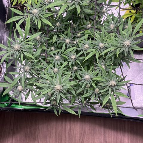 Pineapple Express growlog timeline photo