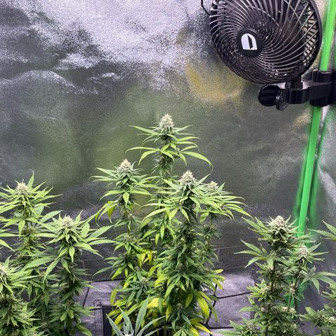 Strawnana Purple Auto growlog timeline photo