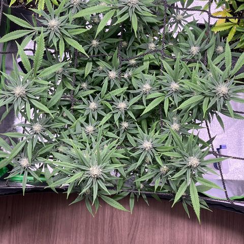 Pineapple Express growlog timeline photo