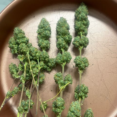 Strawnana Purple Auto growlog timeline photo