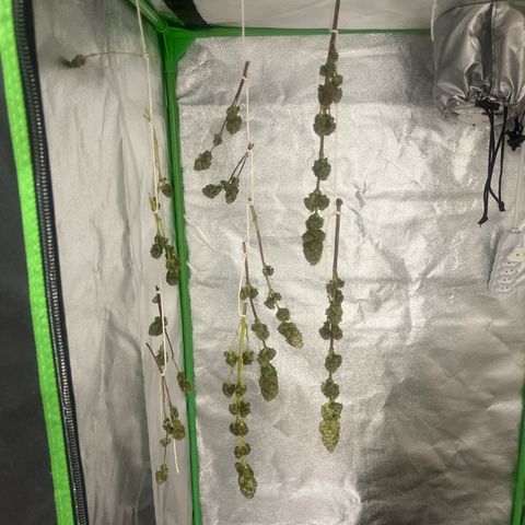 Strawnana Purple Auto growlog timeline photo