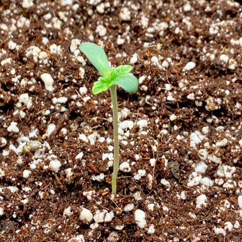 Francesca Scaramanga growlog photo: Seedling doing fine, RH and temps are great. Fixed slight air leaks for better humidity retention, removed the canopy and doubled the distance to the lights, which I dimmed to ~45-50%.