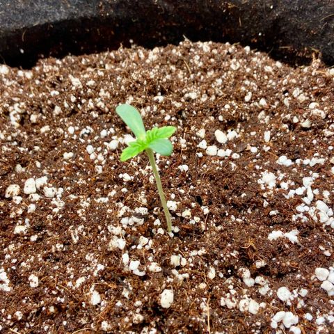 Francesca Scaramanga growlog photo: Doing great so far!
RH spiked to 82% after feeding, aerated the environment to bump it down slightly, keeping a close eye.