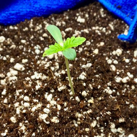 Francesca Scaramanga growlog timeline photo