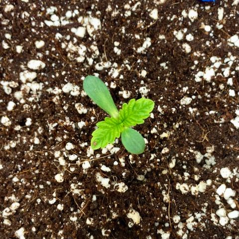 Francesca Scaramanga growlog timeline photo