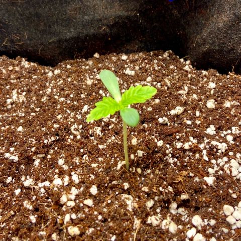 Francesca Scaramanga growlog photo: It’s kinda hard to tell from the pictures, but I can see the makings of the next set of leaves, excited to feed the plant tomorrow!