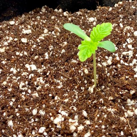 Francesca Scaramanga growlog photo: It’s kinda hard to tell from the pictures, but I can see the makings of the next set of leaves, excited to feed the plant tomorrow!
