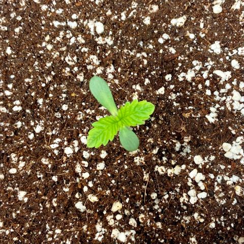 Francesca Scaramanga growlog photo: It’s kinda hard to tell from the pictures, but I can see the makings of the next set of leaves, excited to feed the plant tomorrow!