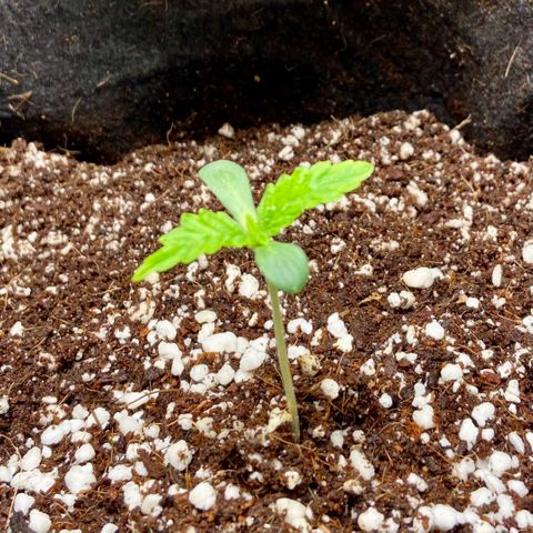 Francesca Scaramanga growlog photo: growing slowly but steadily, temps around 25-26°C, humidity all over the place (beats me), but generally maintained around 60-70%. Second set of serrated leaves finally peeking out. In 2 days will feed again, shifting to 750 ml of water with twice the nutrients from before (2cc per each nutrient bottle of Terra Aquatica TriPart).