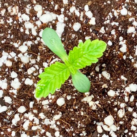 Francesca Scaramanga growlog photo: growing slowly but steadily, temps around 25-26°C, humidity all over the place (beats me), but generally maintained around 60-70%. Second set of serrated leaves finally peeking out. In 2 days will feed again, shifting to 750 ml of water with twice the nutrients from before (2cc per each nutrient bottle of Terra Aquatica TriPart).
