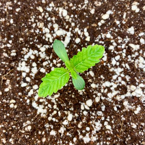 Francesca Scaramanga growlog timeline photo