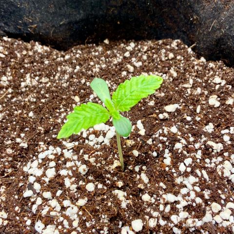 Francesca Scaramanga growlog timeline photo